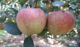 苹果怎么套袋视频,轻松掌握果实保护新方法